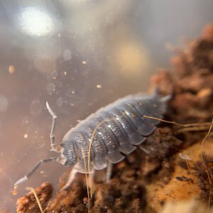 Porcellio scaber