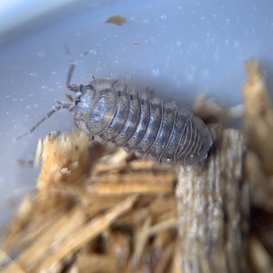 Armadillidium nasatum