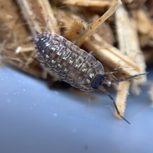 Porcellio spinicornis