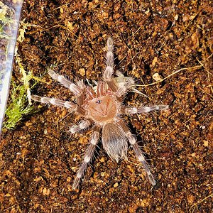 .75’’ A. geniculata