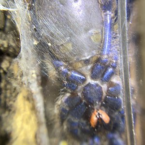 Poecilotheria Metallica male or female