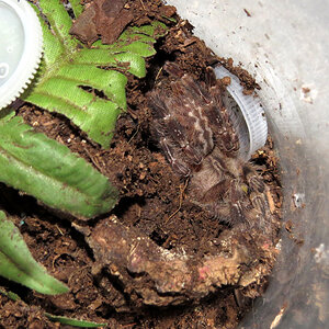 Spot the Pokie (♂ Poecilotheria regalis 3")