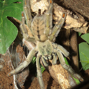 Squirt (♀ Psalmopoeus cambridgei 6")