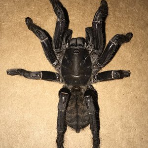 4.25”-4.75” Suspect Female Cyriopagopus vonwirthi (Vietnamese Earth Tiger Tarantula)