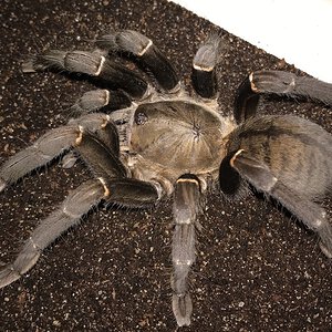 5.75”-6.25” Female Cyriopagopus minax (Thailand Black Tarantula)