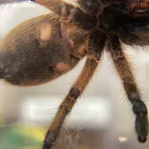 Harpactira Pulchripes male or female