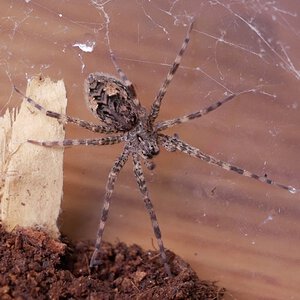 Dolomedes tenebrosus