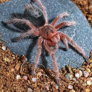 Grammostola rosea.jpeg