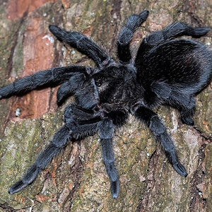 Grammostola pulchra (1.0 juvie)