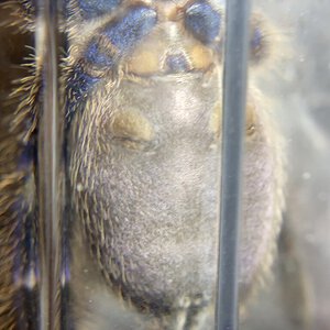 Poecilotheria Metallica male or female