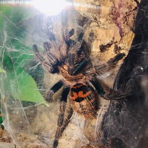 Freshly molted GBB sling