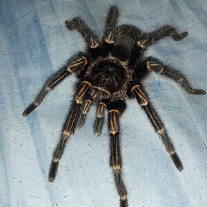 Freshly Molted Male Grammostola Pulchripes