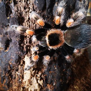 My stunning female B. hamorii in all her glory!