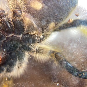 Harpactira Pulchripes male or female