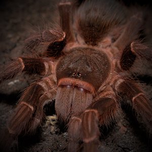 0.1 Acanthoscurria musculosa
