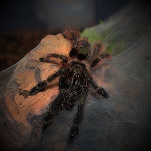 0.1 Psalmopoeus victori