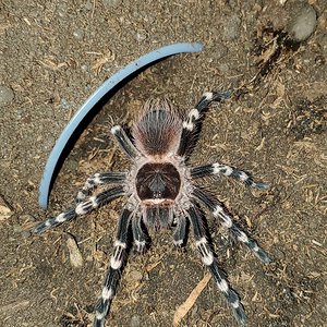 Acanthoscurria geniculata