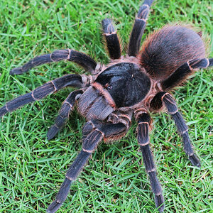 Acanthoscurria sp.