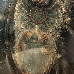 3” Grammostola pulchripes