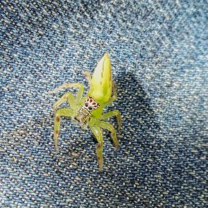 Green jumping spider