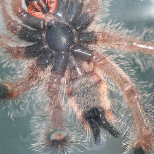 Avicularia sp. Boa Vista