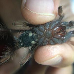 theraphosa apophysis