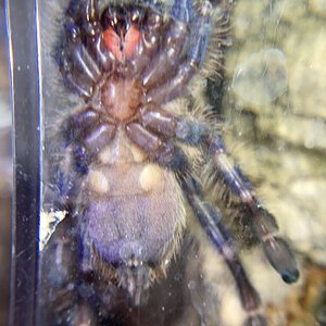 Poecilotheria Metallica male or female