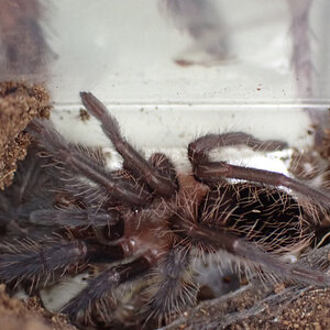 Sold as G. pulchripes