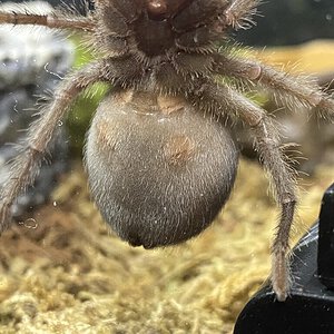 G. pulchra 2"