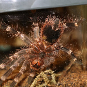 A. geniculata 3''