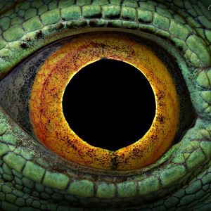 Eye of the Basilisk