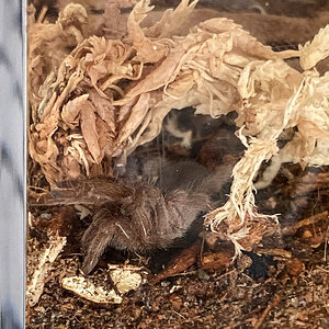 Australian Tarantula (Phlogius sp. - Kuranda)