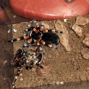 Sold as Brachypelma Hamorii [2/2]