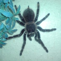 Brachypelma albopilosa or Lasiodora parahybana