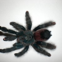 What kind of Avicularia?