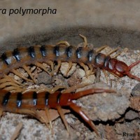 Scolopendra polymorpha