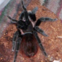 Brachypelma vagans