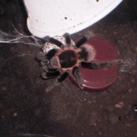 B.vagans Female