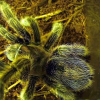 G. Rosea