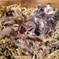 Lasiodora Parahybana