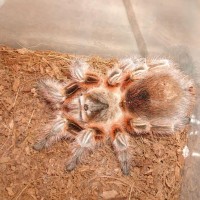 grammostola concepcion female