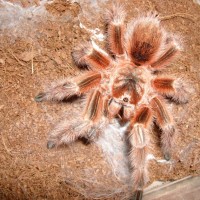 grammostola concepcion mm