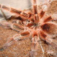 grammostola concepcion mm2