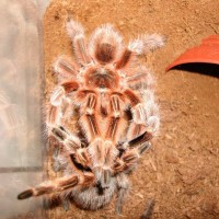 grammostola concepcion mating