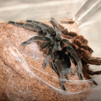 grammostola mollicoma