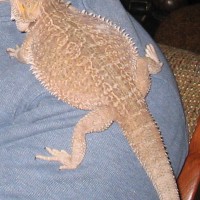 Bearded Dragon female adult