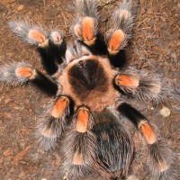 B.smithi Adult F.