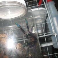 Cyriopagopus sp. "blue"