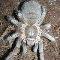 Aphonopelma burica