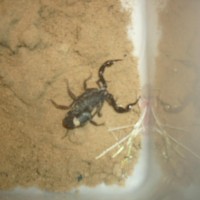 what kind of scorpion is this? Is this dangerous?